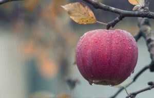 Der Apfel fällt nicht weit vom Stamm!
